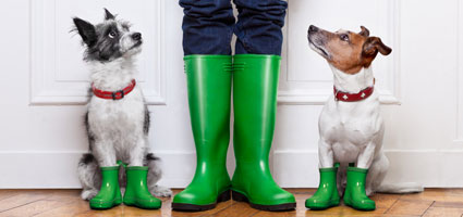 dog-muddy-boots-hero